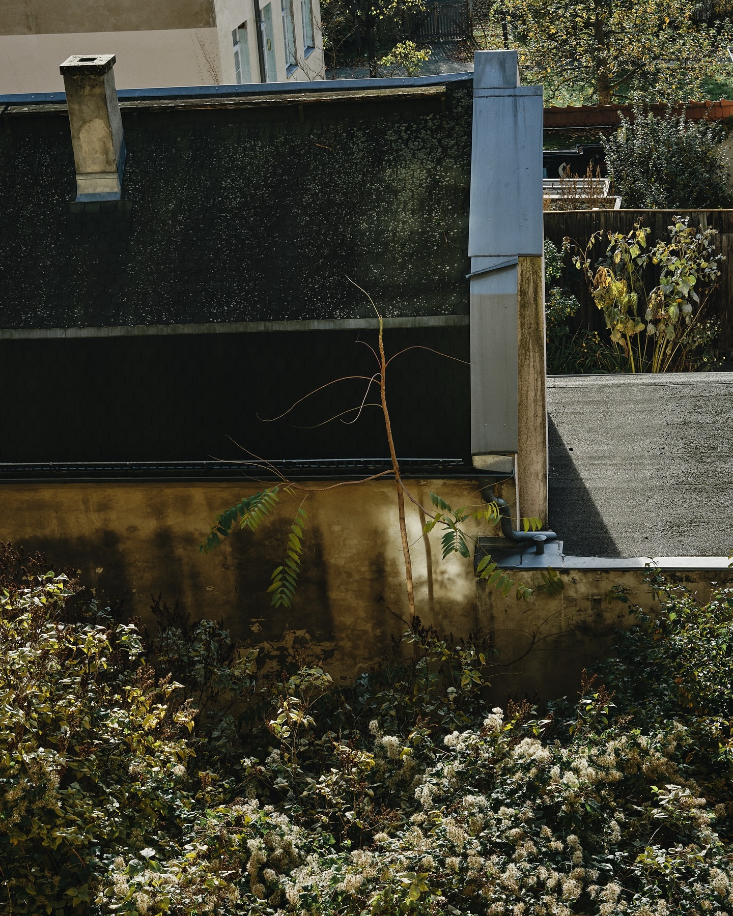 Exterior shot of a building with a dark roof and cream walls, surrounded by green foliage and a small tree in an urban setting.