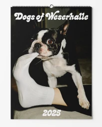 A black and white Boston Terrier chewing on a white sock worn on a foot, captured by Bastian Thiery in Berlin.