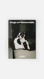A black and white Boston Terrier biting a white sock worn by a person in a dimly lit room