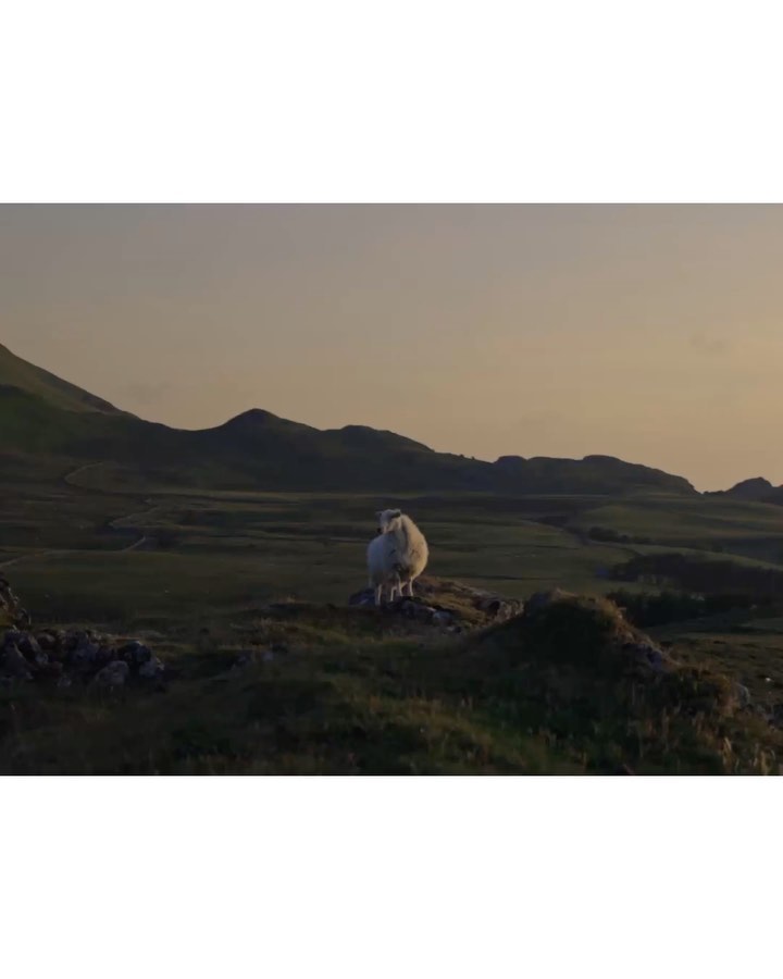 A single sheep stands atop a grassy knoll in a rural landscape at dusk, with mountains in the background, showcasing natural beauty.