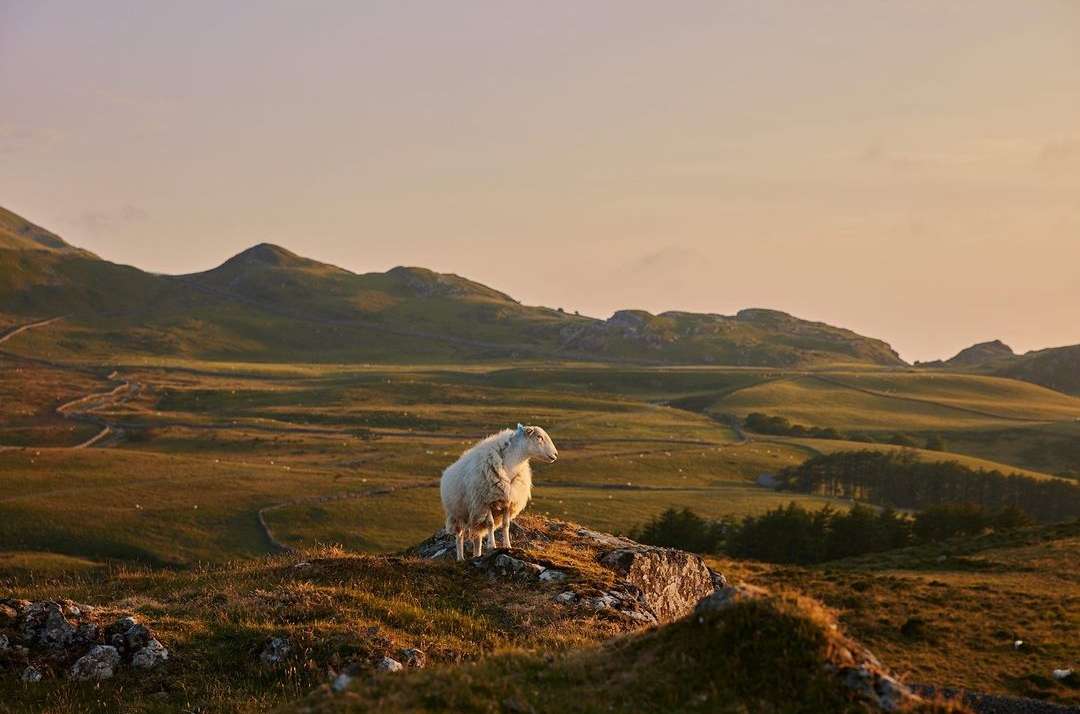 A lone, fluffy sheep stands on a rocky hilltop overlooking a vast green landscape with rolling hills under a warm, golden sky at dusk.