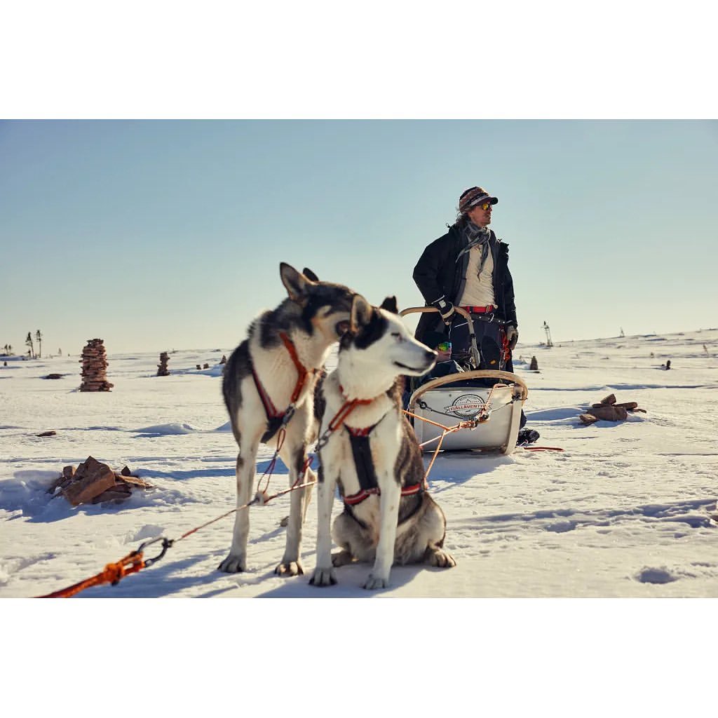 Two husky dogs pulling a sled across a snowy landscape, with a man standing behind the sled under a blue sky in a winter scene.