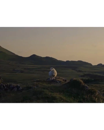 A solitary sheep stands on a rocky hill in a vast countryside landscape during sunset.