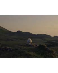 A solitary sheep stands on a rocky hill in a vast countryside landscape during sunset.