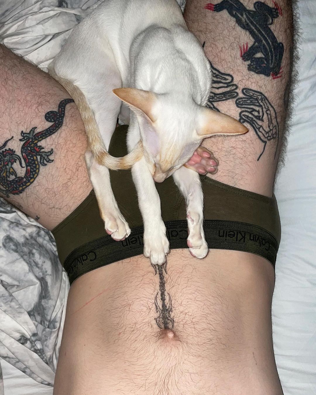 White cat sits on a man lying on a bed. The man has tattoos on his legs and torso. The man is wearing underwear.