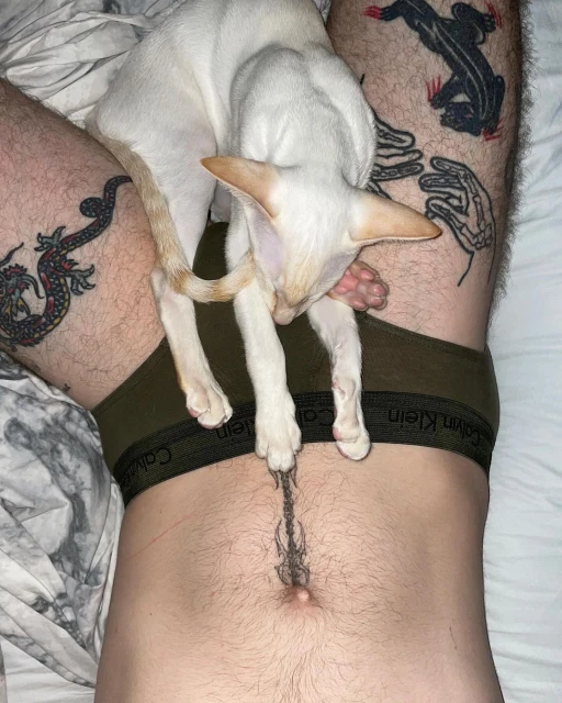 White cat sits on a man lying on a bed. The man has tattoos on his legs and torso. The man is wearing underwear.
