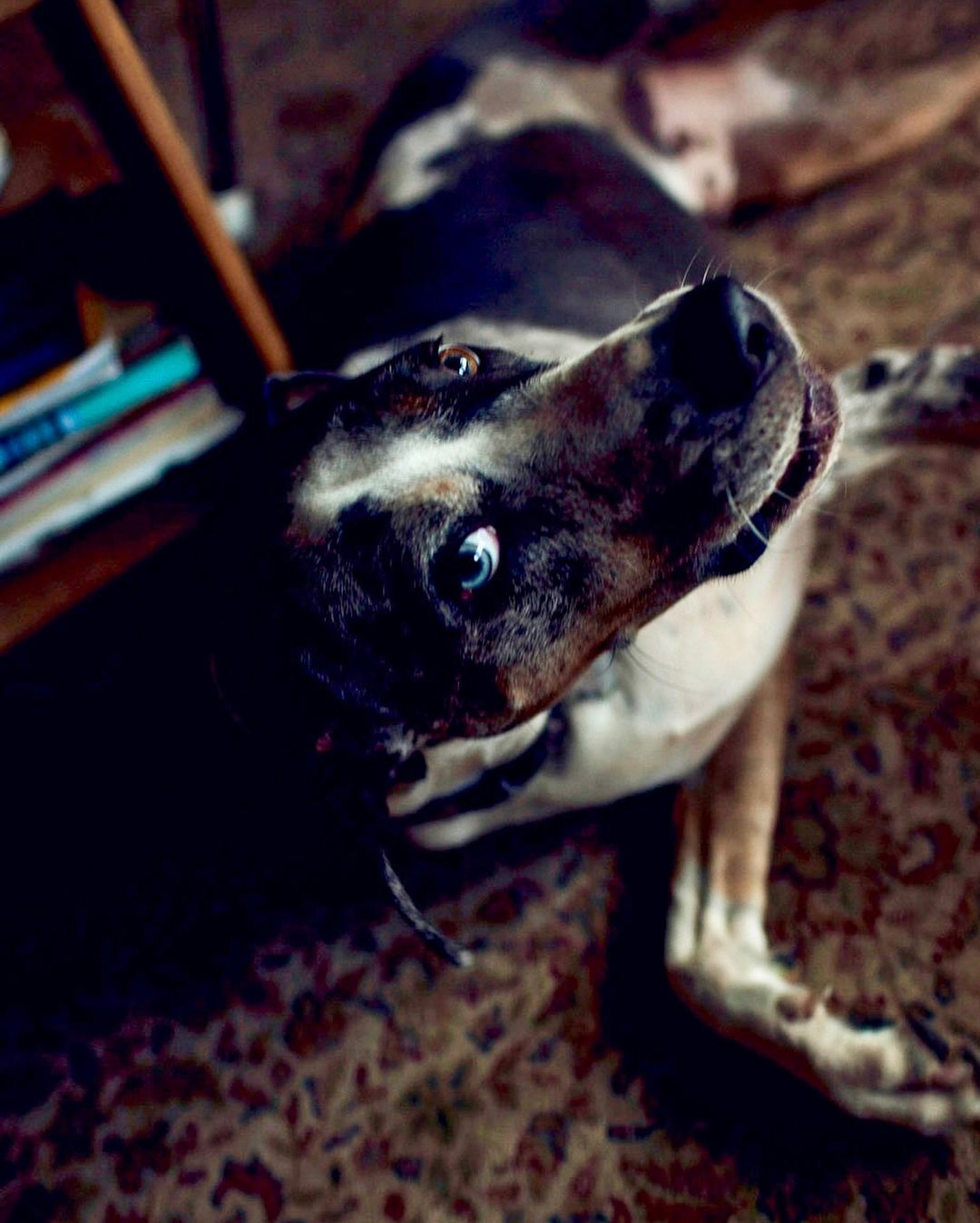 A dog with heterochromia is lying on its back on a floral rug inside, looking up at the camera. The dog has black, white, and tan fur.