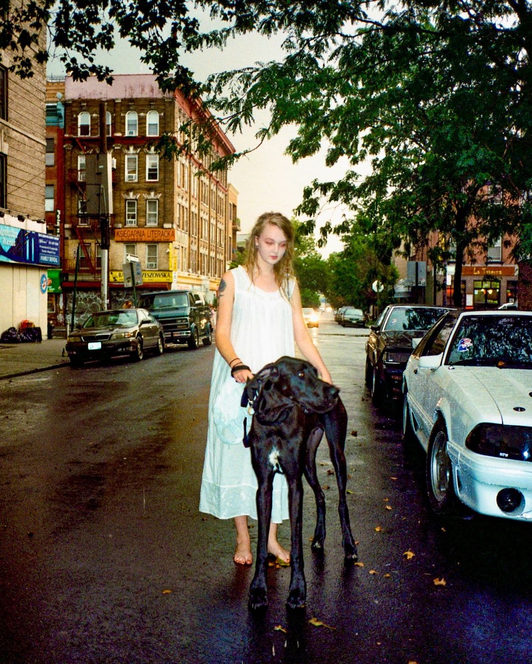 Young woman walks her black Great Dane dog along a wet city street with cars parked and buildings in the background. Cloudy daylight.
