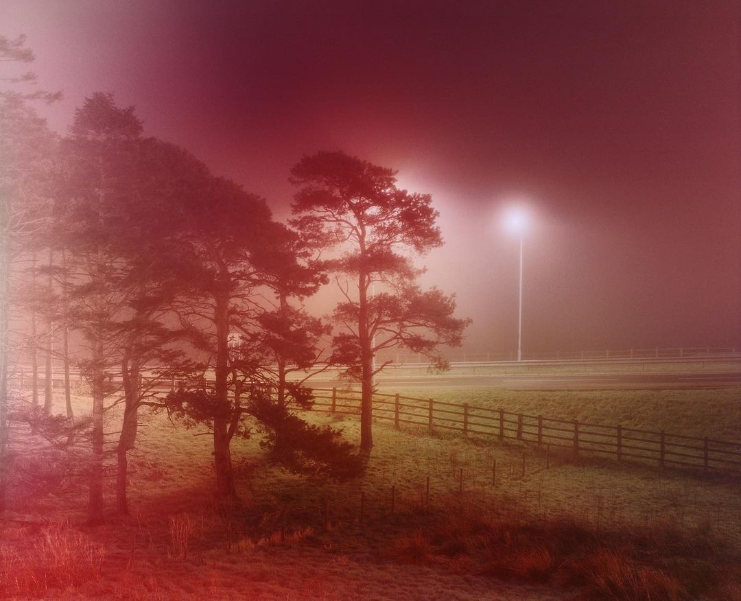 Foggy landscape with tall trees and a distant streetlight creates a serene yet mysterious atmosphere, featuring a wooden fence.