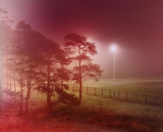 Foggy landscape with tall trees and a distant streetlight creates a serene yet mysterious atmosphere, featuring a wooden fence.