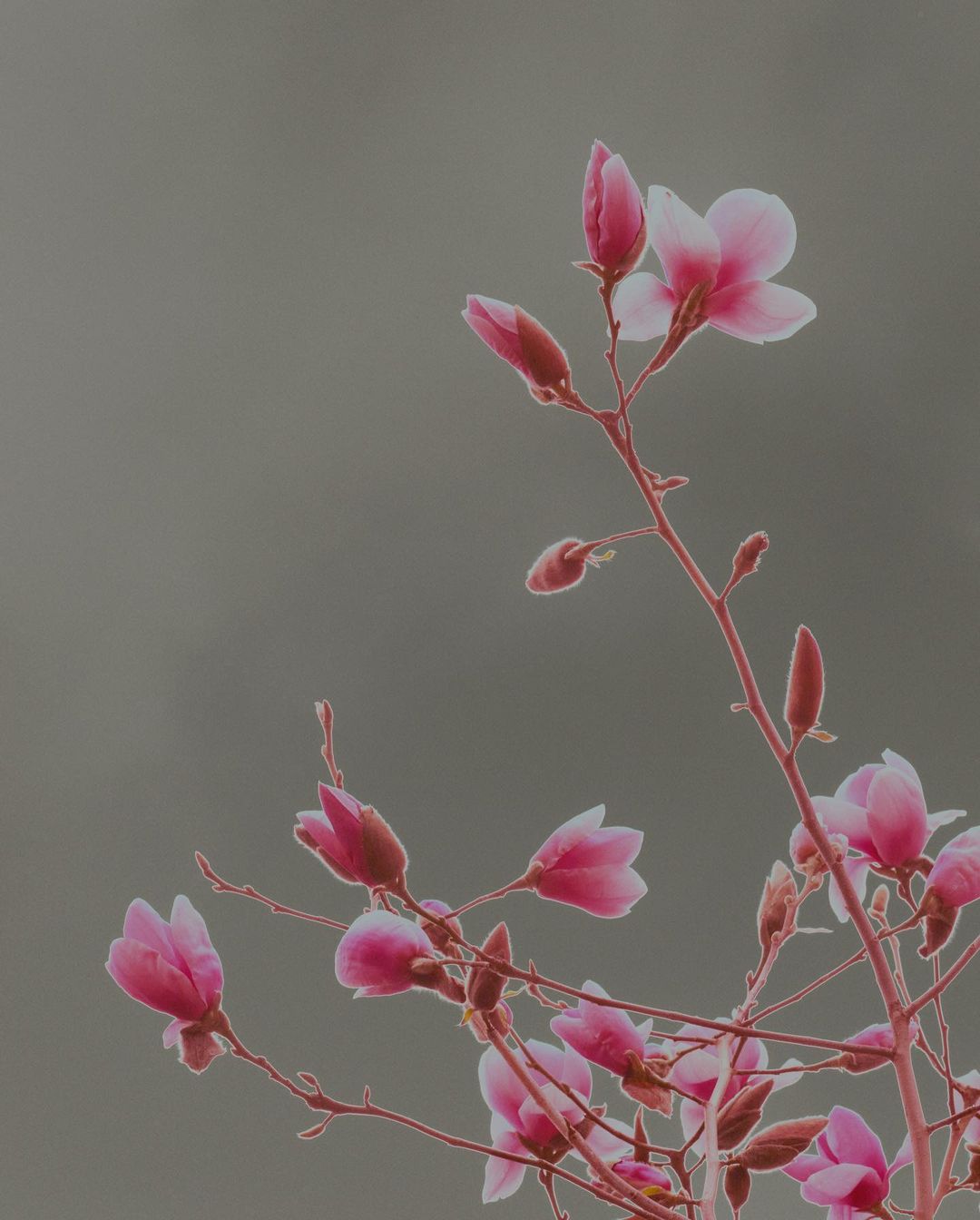 Close-up photo of blooming magnolia flowers on branches, showcasing pink and white petals against a muted grey background.