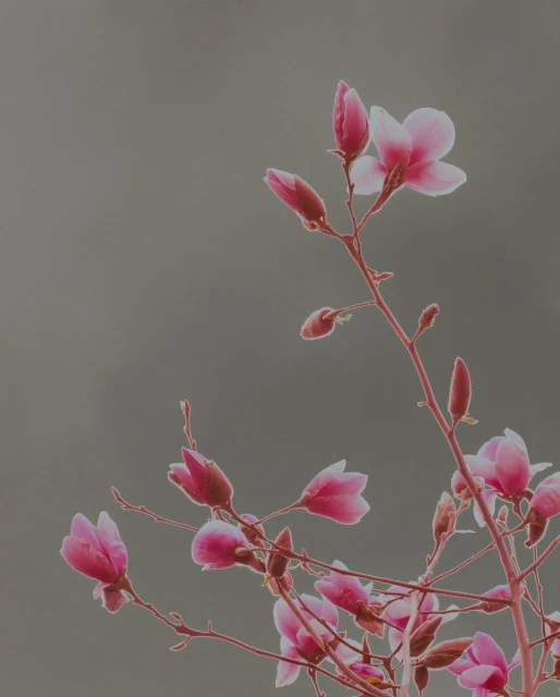 Close-up photo of blooming magnolia flowers on branches, showcasing pink and white petals against a muted grey background.