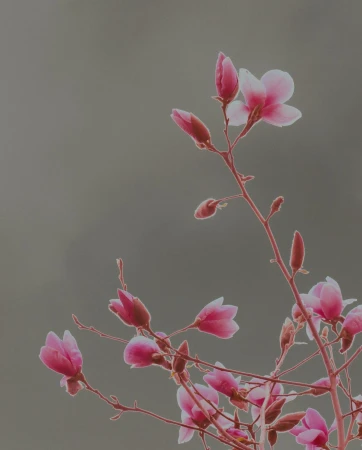 Close-up photo of blooming magnolia flowers on branches, showcasing pink and white petals against a muted grey background.
