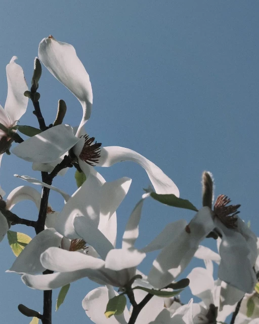 Close-up of blooming magnolia flowers against a clear blue sky. White petals and brown branches fill the frame in a serene nature scene.