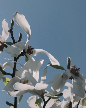 Close-up of blooming magnolia flowers against a clear blue sky. White petals and brown branches fill the frame in a serene nature scene.