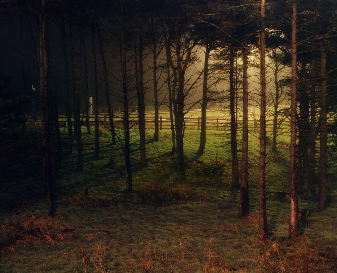 Tranquil view of tall trees in a forest landscape, with a wooden fence visible in the background on a foggy or misty day.