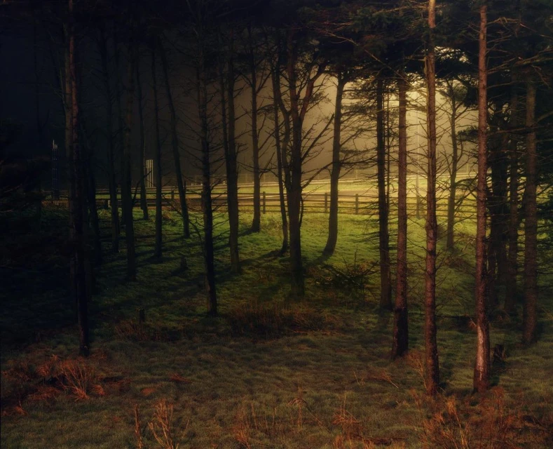 Tranquil view of tall trees in a forest landscape, with a wooden fence visible in the background on a foggy or misty day.