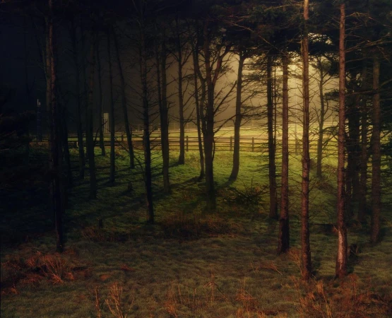 Tranquil view of tall trees in a forest landscape, with a wooden fence visible in the background on a foggy or misty day.