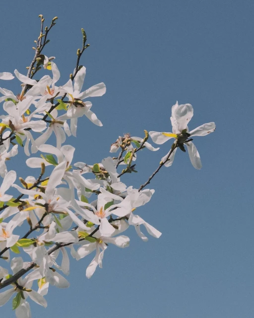 Close-up of star magnolia flowers in full bloom against a clear blue sky. Delicate white petals with hints of yellow create a striking contrast.