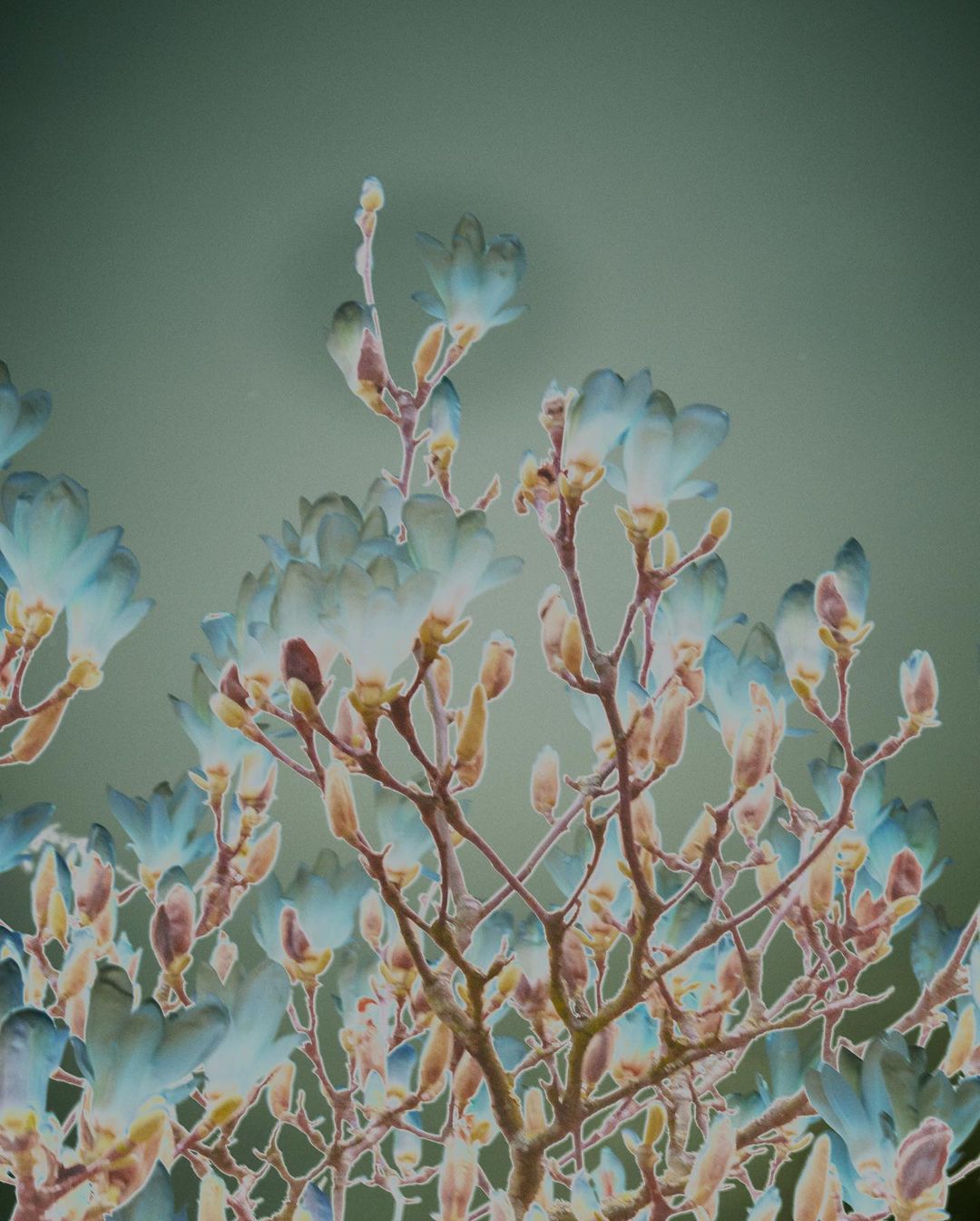 Floral arrangement featuring magnolia blossoms and buds in soft hues of blue and brown against a muted green background.