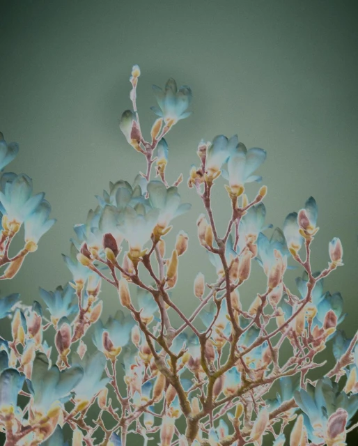 Floral arrangement featuring magnolia blossoms and buds in soft hues of blue and brown against a muted green background.