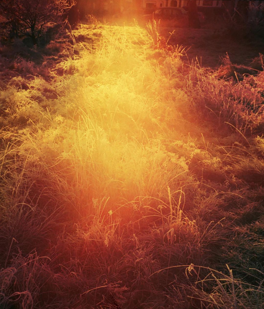 A field of overgrown grass with golden and red tones, sunlight glowing behind, evoking a warm, rustic, and slightly hazy atmosphere.