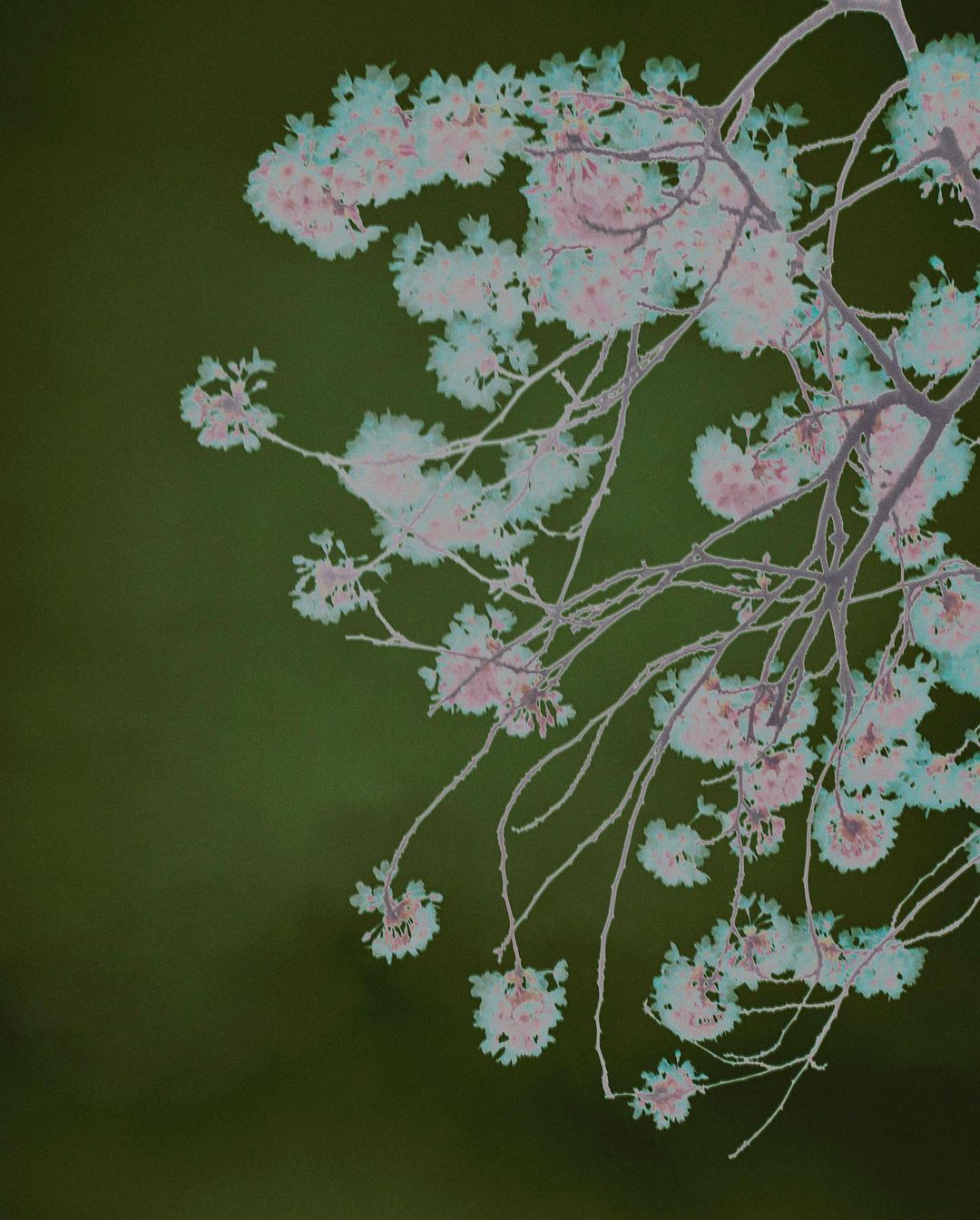 Inverted image of blossoming tree branches against an olive-green background, displaying delicate pink and teal-colored flowers.