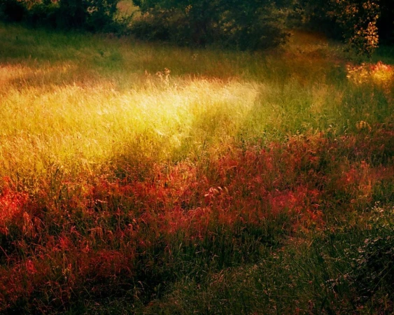 Sunlit field of tall grass with varying colors, transitioning from golden yellow to red near the ground, and green in shadowed areas.
