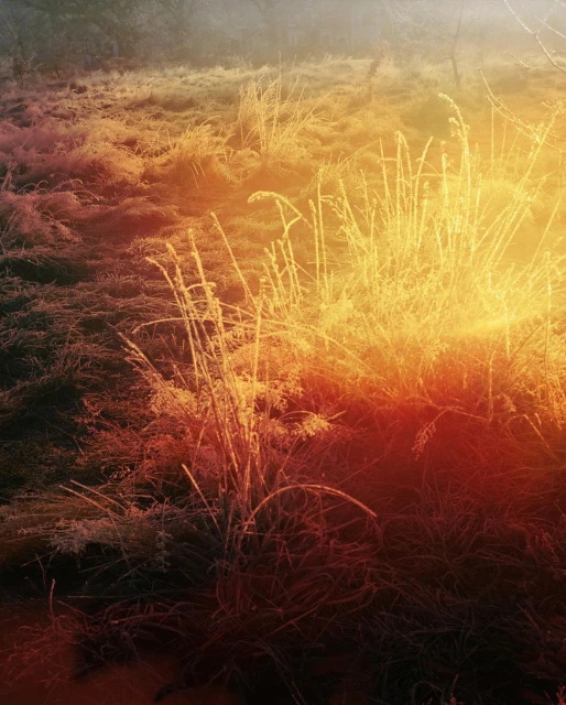 Sunlit, frost-covered grasses glisten in an open field, creating a serene winter landscape with warm color grading, enhancing the natural beauty.