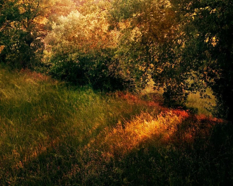 Sunlight streams through trees onto a grassy hillside, creating a serene outdoor landscape with a natural and peaceful environment.