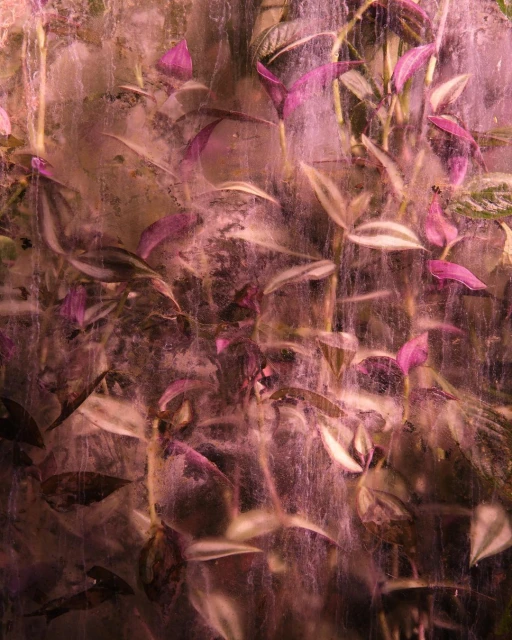 Close-up of Wandering Dude plant with purple-striped leaves in textured background with pink tones, creating a blurred and dreamy effect.
