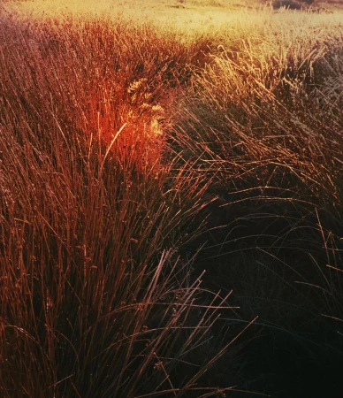 Warm golden sunlight illuminating a field of tall wild grass and vegetation outdoors