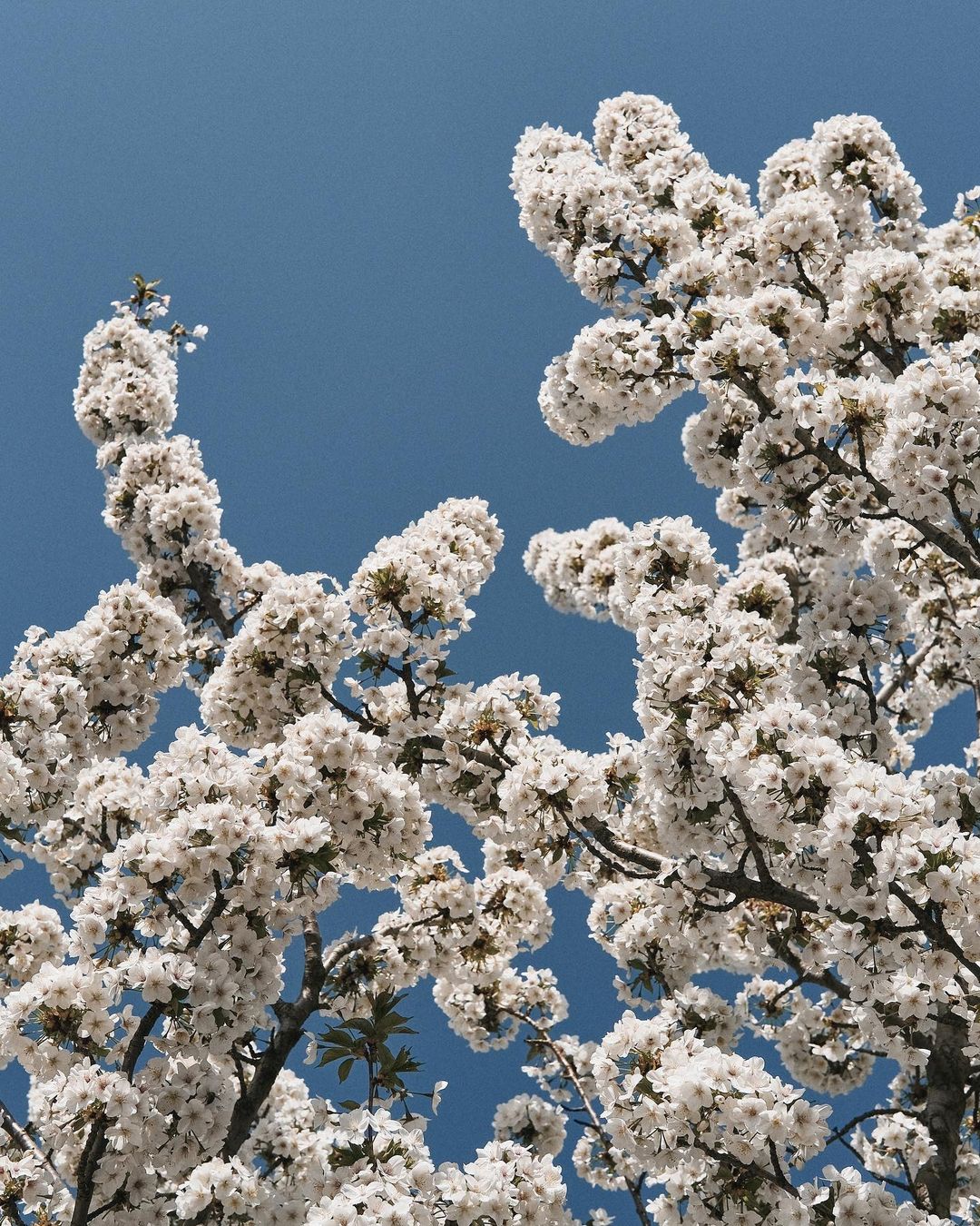 Low-angle shot of a flowering tree with white blossoms against a clear blue sky. Springtime nature scene with floral tree branches.