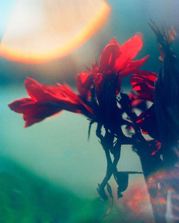 Close-up view of a vibrant red flower with delicate petals, softly lit, contrasted against an out-of-focus teal and light background.