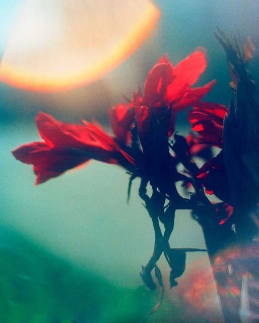Close-up view of a vibrant red flower with delicate petals, softly lit, contrasted against an out-of-focus teal and light background.