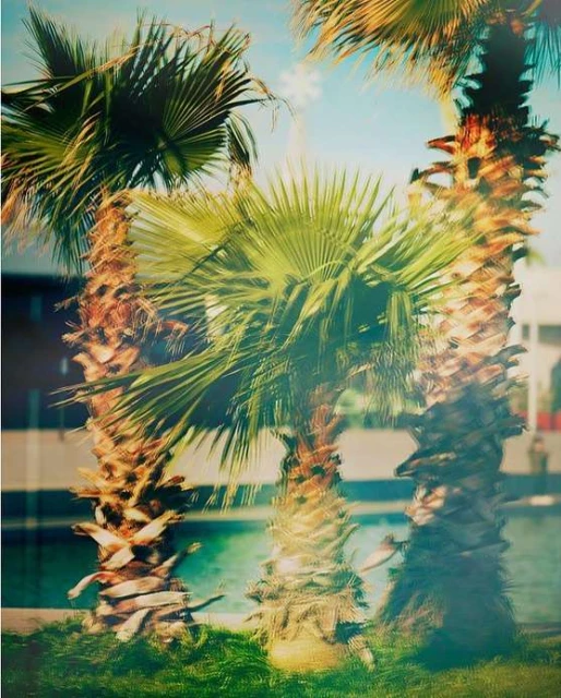 View of several palm trees with green fronds and brown trunks set against a light blue sky and building in an outdoor environment.
