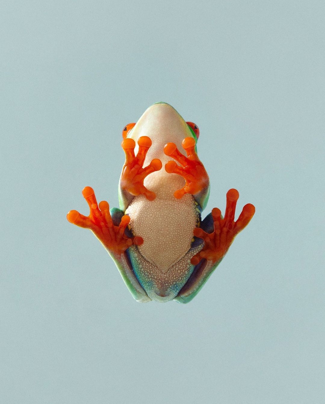 A red-eyed tree frog clinging to a clear surface. View from below shows its cream-colored belly, orange feet, and green and blue sides.