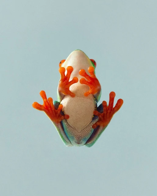 A red-eyed tree frog clinging to a clear surface. View from below shows its cream-colored belly, orange feet, and green and blue sides.