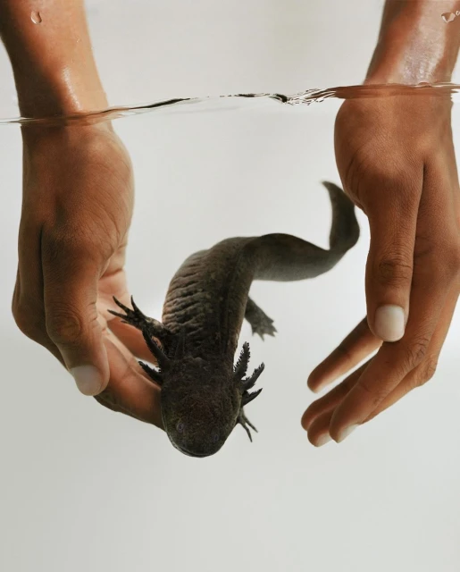 Axolotl in hands underwater, showing its gills and dark coloration. Clear water surrounds the amphibian against a neutral backdrop.