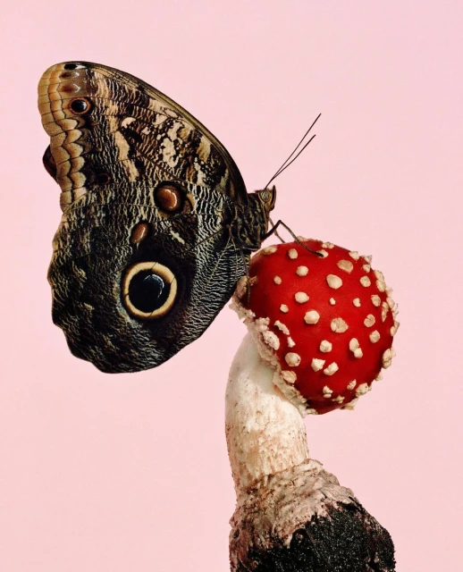 Owl butterfly with spotted wing perched on a vibrant red mushroom with white spots, set against a pale pink background.
