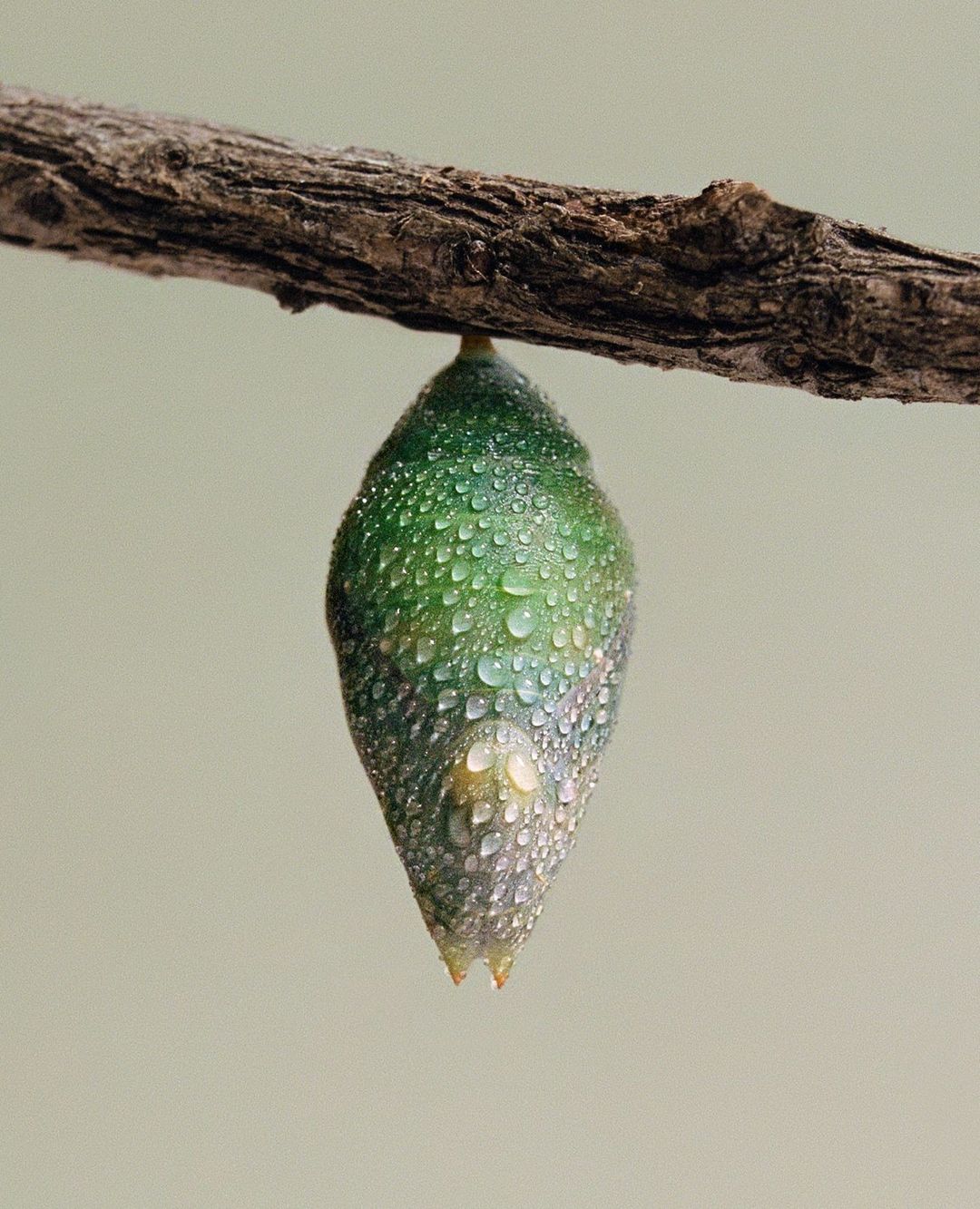 Close-up of a vibrant green butterfly chrysalis, adorned with dewdrops, hanging from a rough brown branch against a soft, neutral background.
