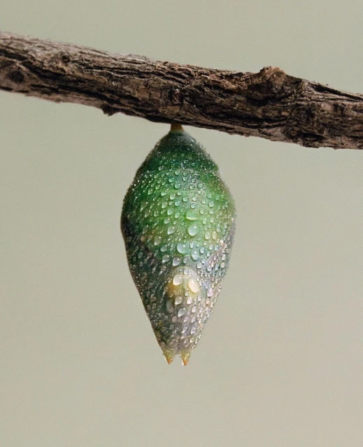 Close-up of a vibrant green butterfly chrysalis, adorned with dewdrops, hanging from a rough brown branch against a soft, neutral background.