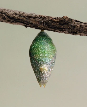 Close-up of a vibrant green butterfly chrysalis, adorned with dewdrops, hanging from a rough brown branch against a soft, neutral background.