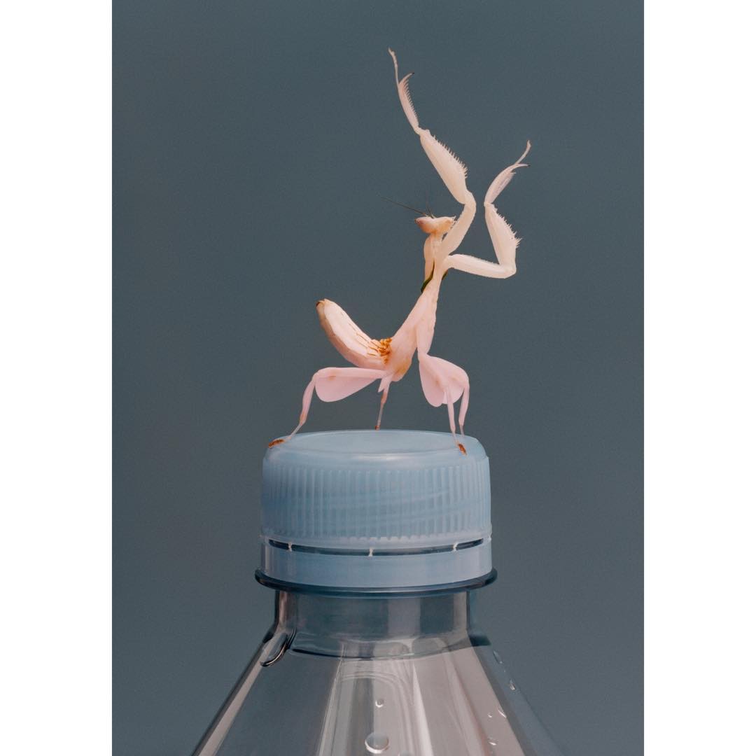 Close-up of an orchid mantis standing on top of a clear plastic water bottle against a blue-grey background in a studio photograph.