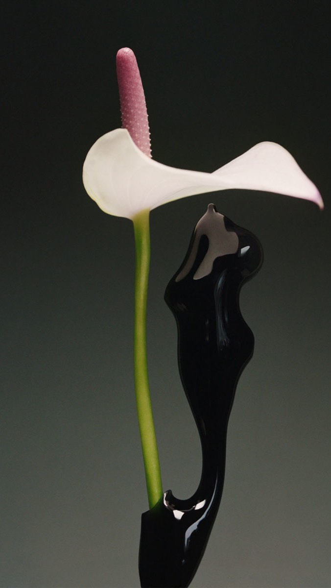 Close-up studio shot of a white anthurium flower with a pink spadix beside a curved streak of black gloss paint against a gray backdrop.