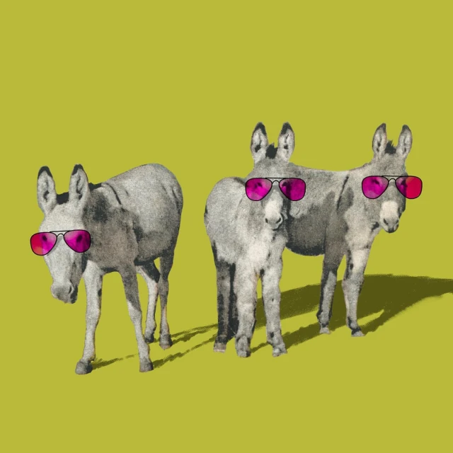 Three donkeys stand side-by-side in an eye-level shot, each wearing pink sunglasses, casting shadows on a chartreuse surface.