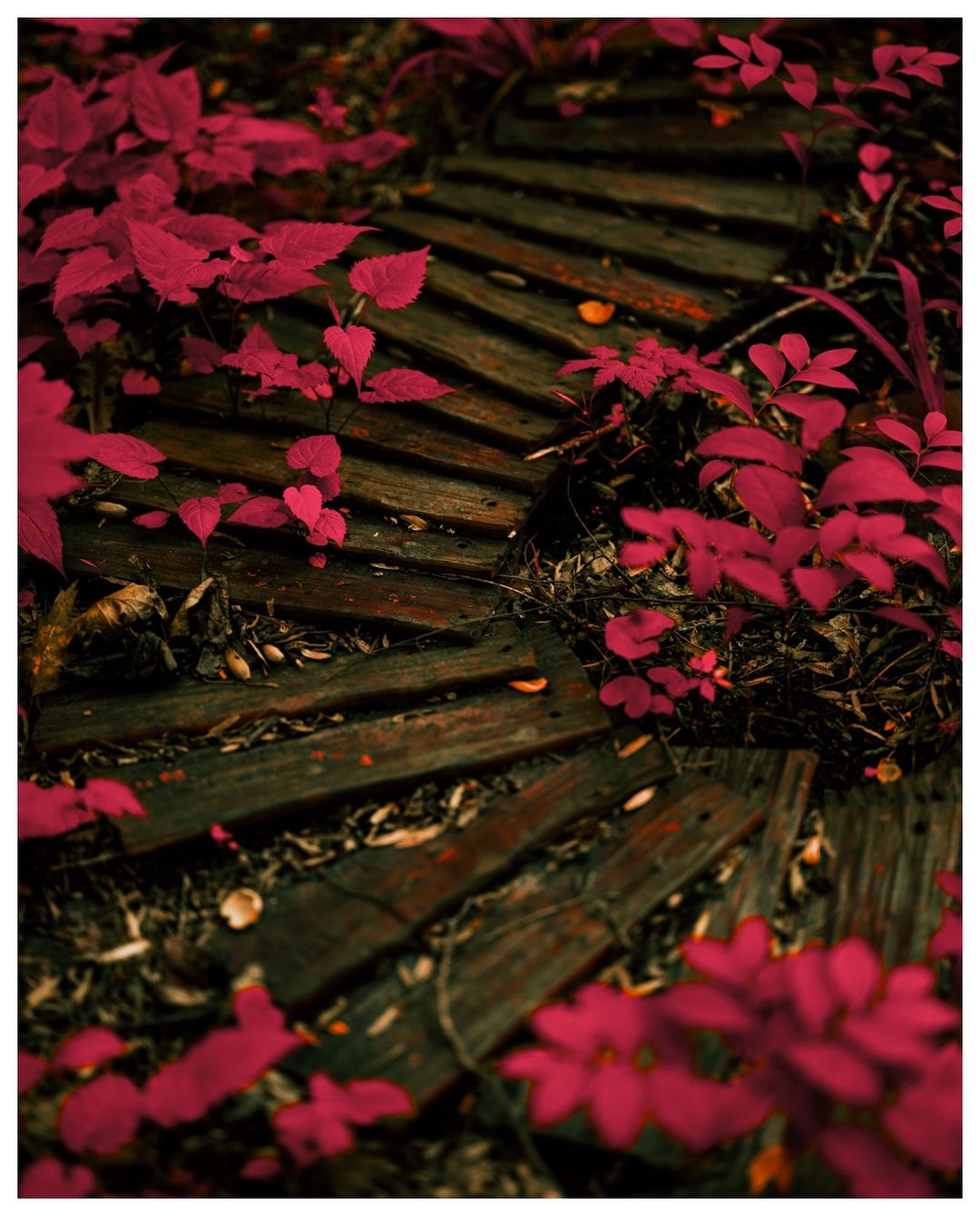 A rustic wooden boardwalk curves through a vibrant garden with crimson-colored plants creating a captivating, surreal outdoor scene.