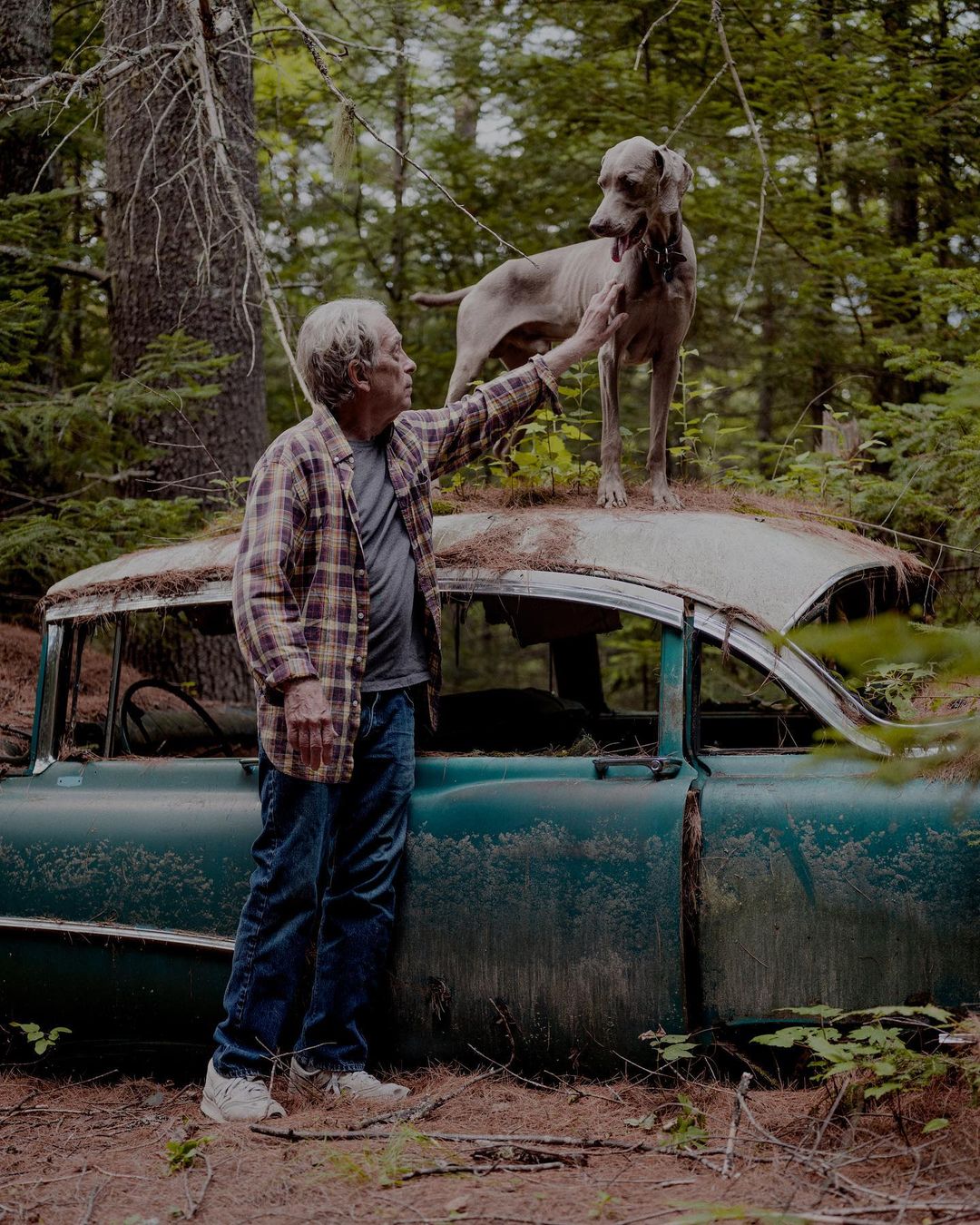 Man and Weimaraner dog on an old car in a forest setting. Man is petting the dog who is standing on top of the vintage vehicle.