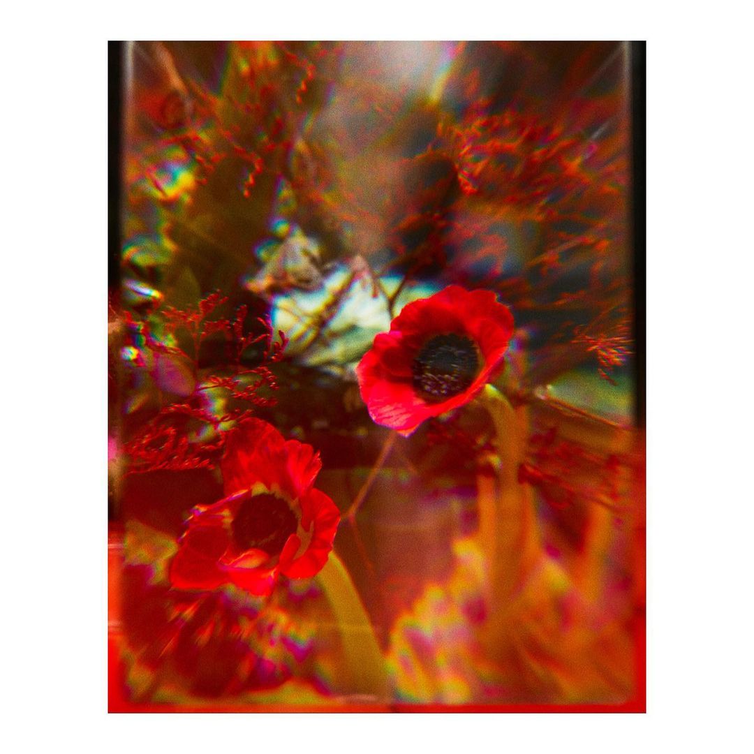 Close-up still life of vibrant red poppy flowers with dark centers surrounded by blurred stems and foliage, creating a dreamy, colorful effect.