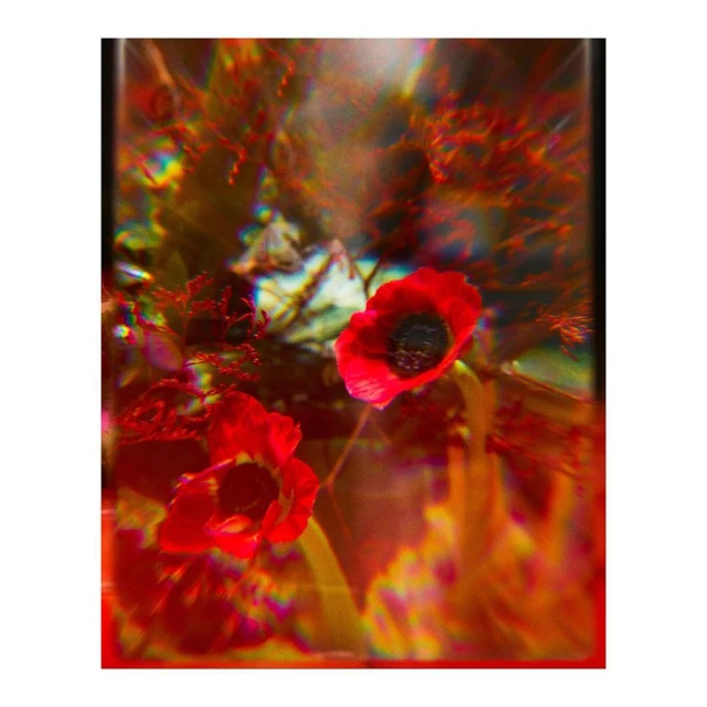 Close-up still life of vibrant red poppy flowers with dark centers surrounded by blurred stems and foliage, creating a dreamy, colorful effect.